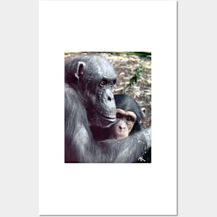 Chimpanzees Posters and Art